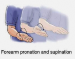 Supination & Pronation